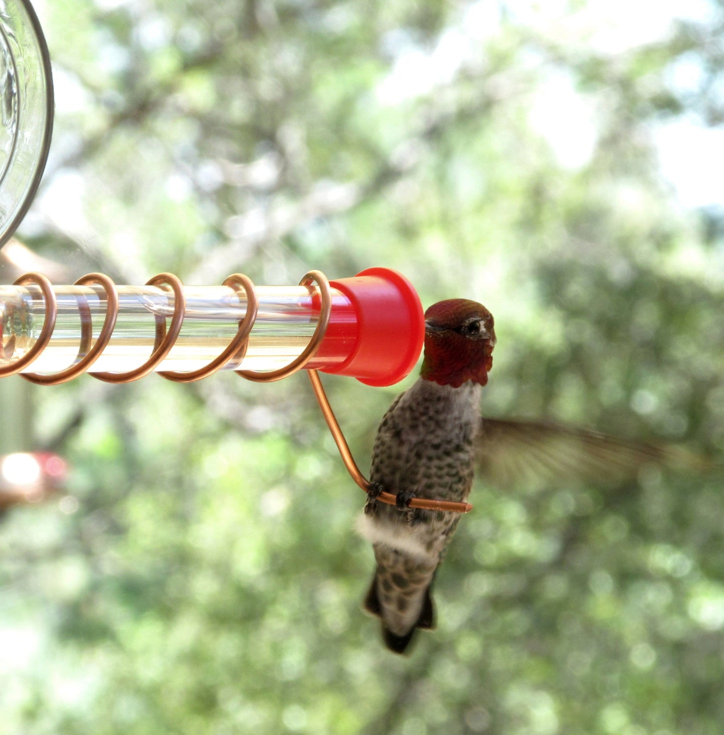 Test Tube Hummingbird feeder for window, Suction cup mount and Copper hummingbird feeder.